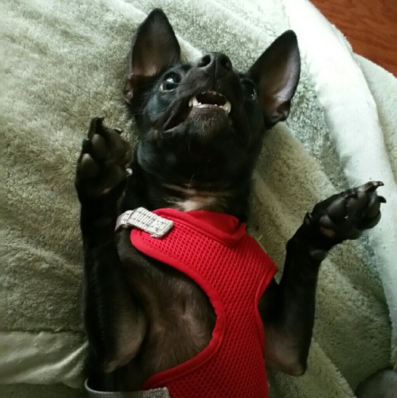 rafikiii