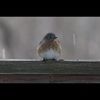 crazbirdldy48