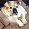 pugsley12