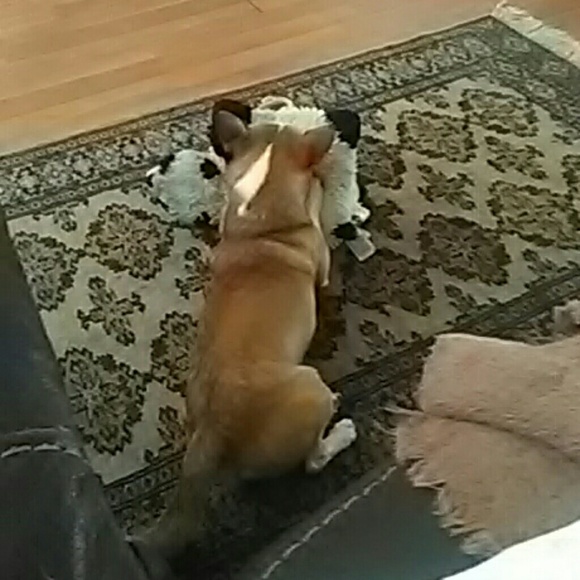 mspanky