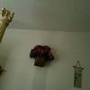 josetopy19