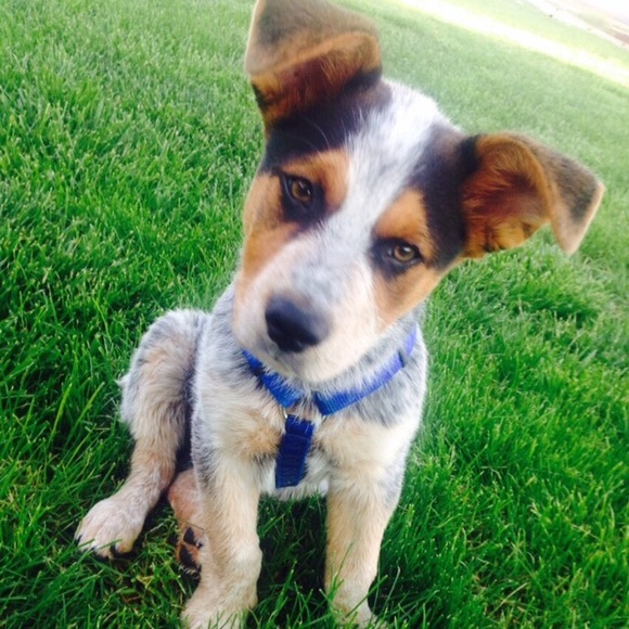 chachito1