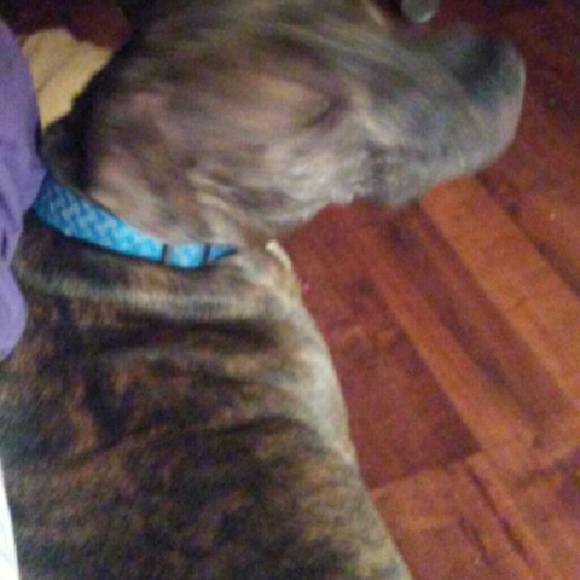 serenaboss