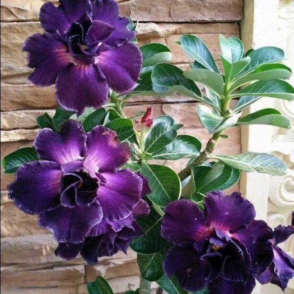 hannguyen1002