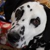 mrdoggie1