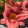 labates52488