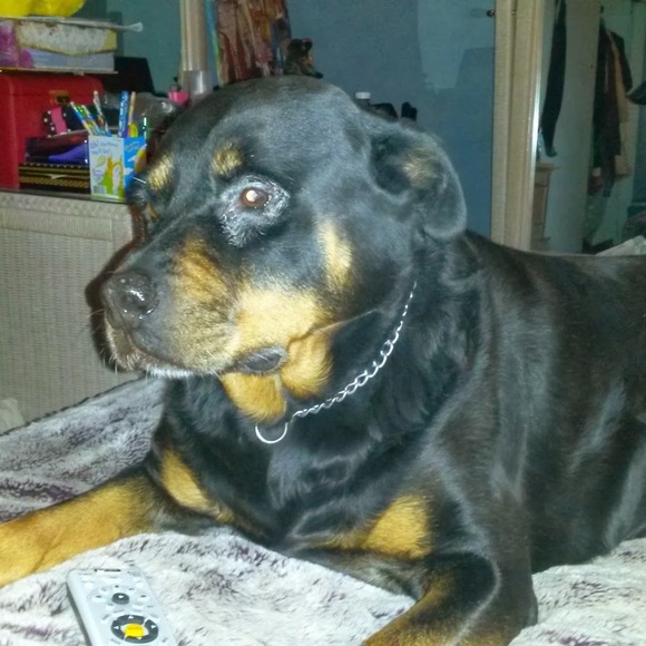 weinerdog360
