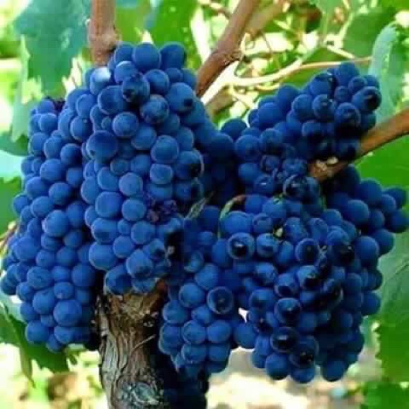 shams2525
