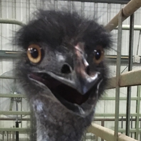 jojomars