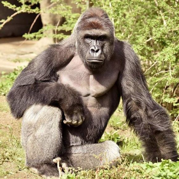 harambeharambe