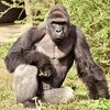 harambeharambe