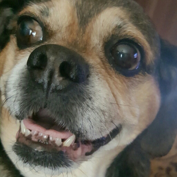 ladypuggles