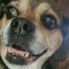 ladypuggles