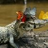 crocodile_tears