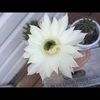 debbiefrye1
