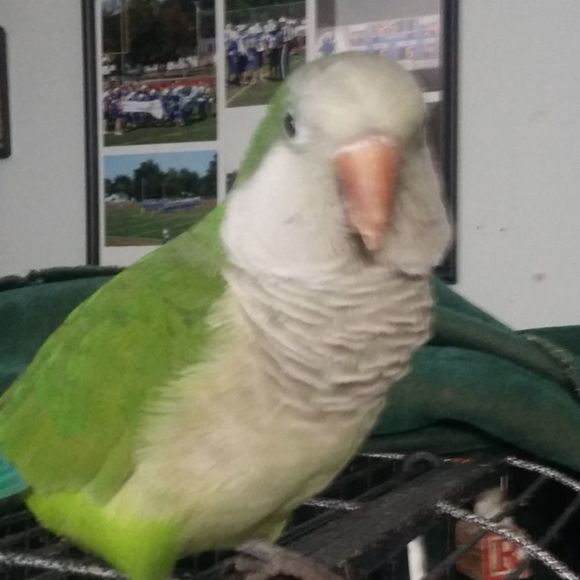 bufera