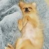 meomeo_babie