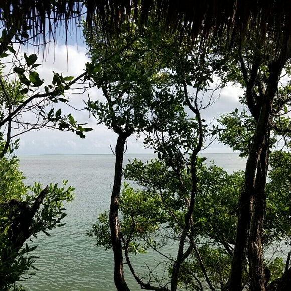 pelican2019