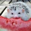happy_hedgehog
