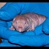 nakedmolerat007
