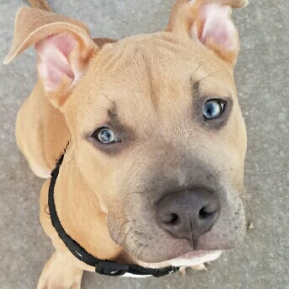 shystee