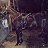 cowboy_twinn_26