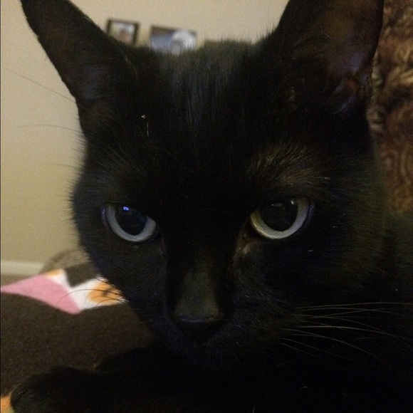 meowmeow67