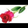 cribasl