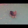 ladybug0226
