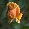 srobinson0222