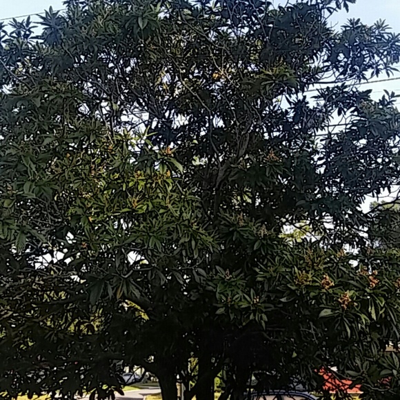 mrdebe48