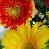 pammy_143