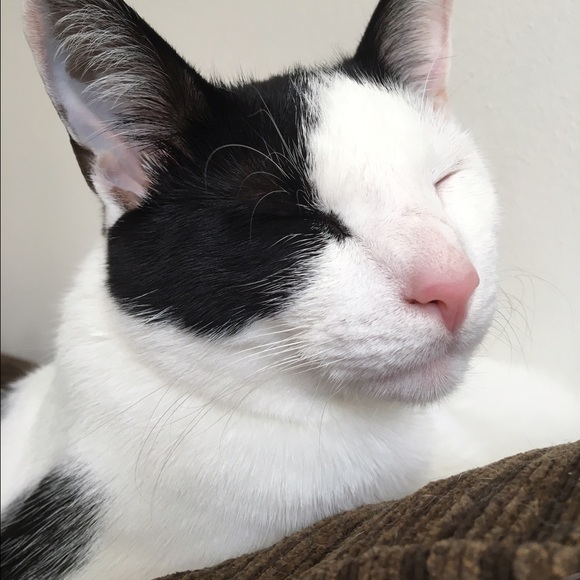 fuzzface