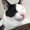 fuzzface