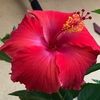 anmolpatel28