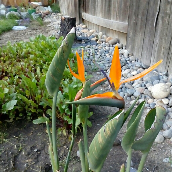 clarawilfredo
