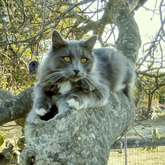 majus