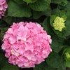 ngocbich_300594