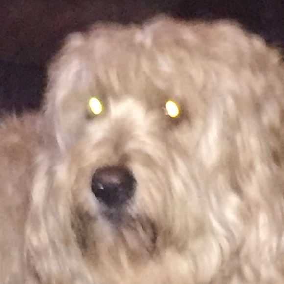 lisa_yungbluth