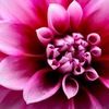ejsapphire17