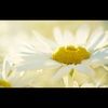 daisyp761