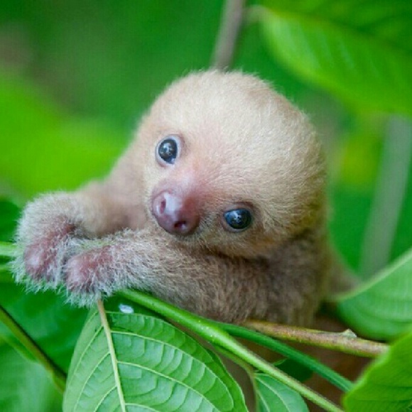 flyingracoon97