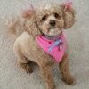 knickgurl