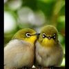 amandaglos3