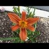 aljdaisy