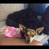 superdiva