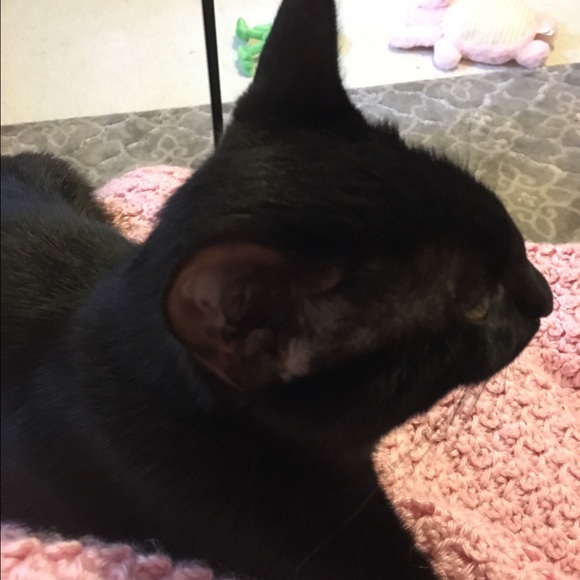 katakat