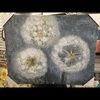 dandelionpatch