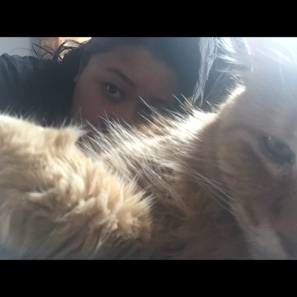 sillycatbrigade