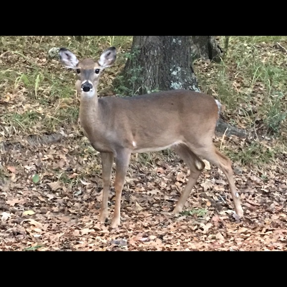 carsontx